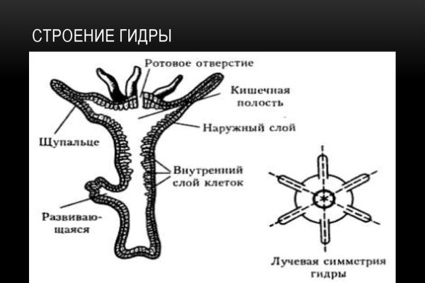 Кракен открылся