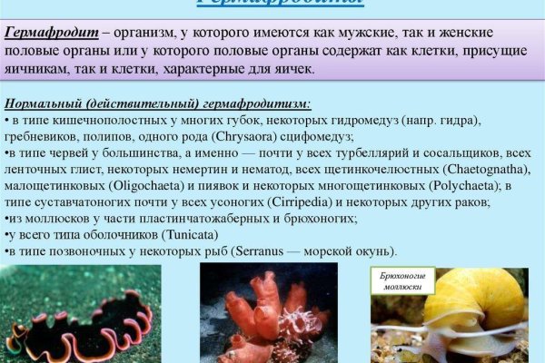 Кракен зон