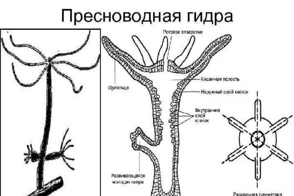 Darknet как войти