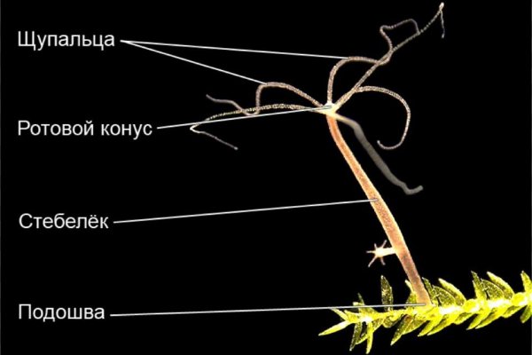 Можно ли зайти на кракен через обычный браузер