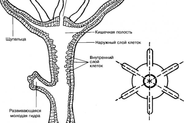 Кракен 16 at